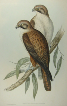 John Gould Birds of Australia